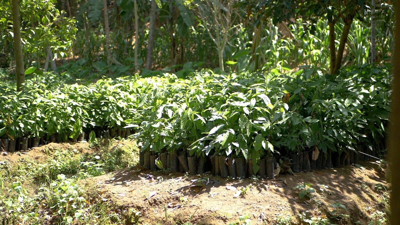 Reforesting Kazakhstan: Unveiling the Bountiful Benefits of Tree Planting